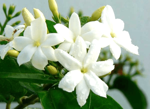 Tournaire : de la Fleur à l’Absolue